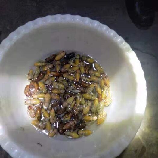 丹江口市金蝉 每天出售一吨，欢迎有实力老板来收，也可代收