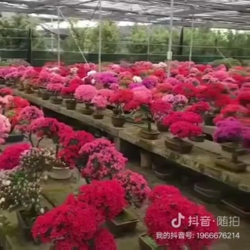 岳西县国旗红杜鹃 国旗红映山红盆景
