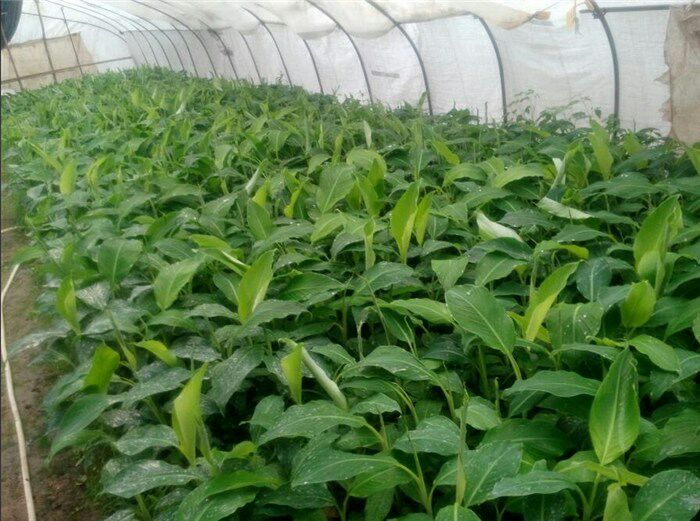 中蕉9号香蕉苗 香蕉王苗