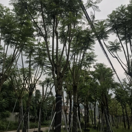 漳州 蓝花楹