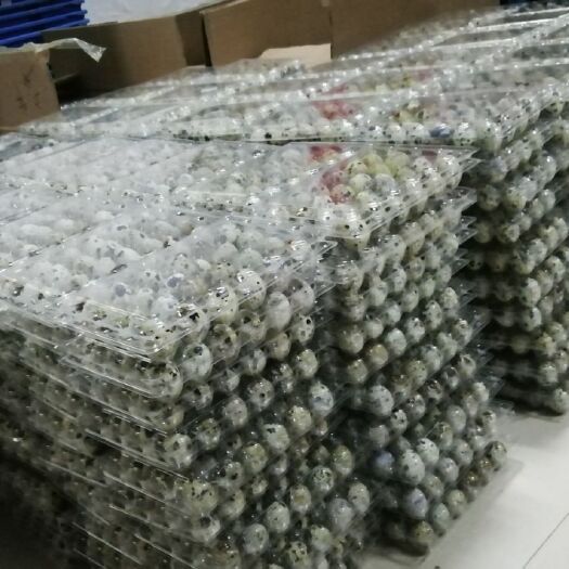 龙南市 精品鹌鹑蛋