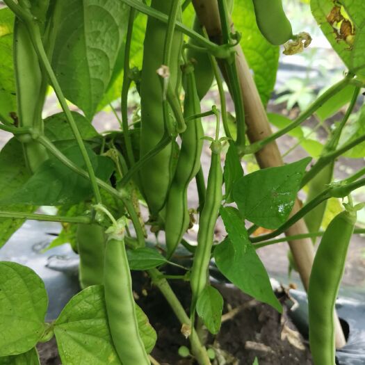 哈尔滨油豆 40cm以下