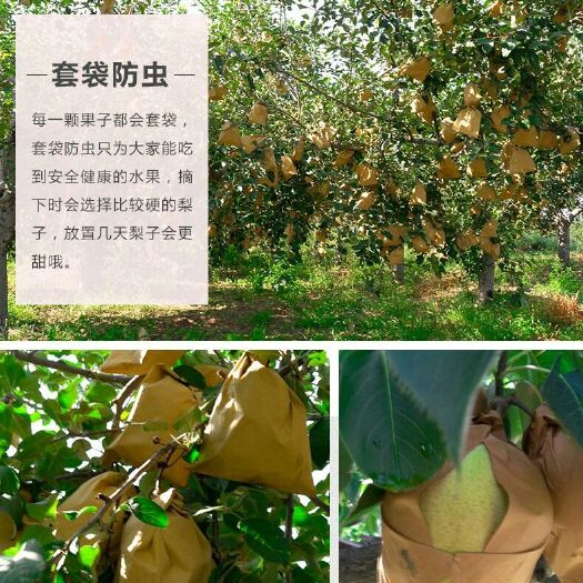 砀山县 精品皇冠梨