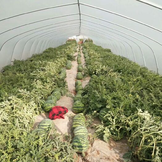 平凉 甘草麒麟西瓜虫草麒麟西瓜