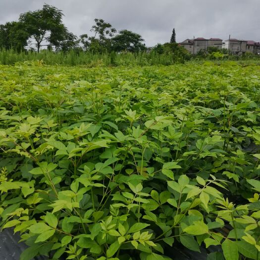 湖口县吴茱萸苗 纯正江西中花吴茱萸扦插苗