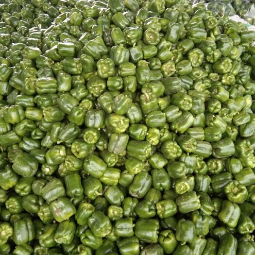 应县尖椒 蔬菜大量上市啦！