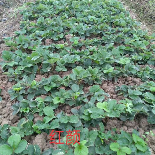 泰安红颜草莓苗 大果红颜看过来，苗壮，根系发达