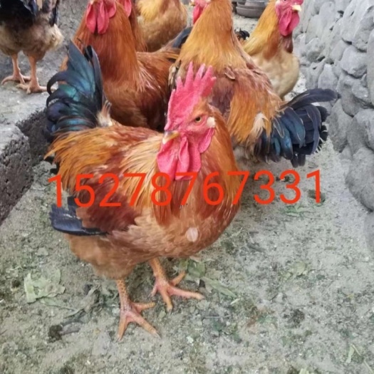 南宁良凤花鸡苗 良凤花鸡