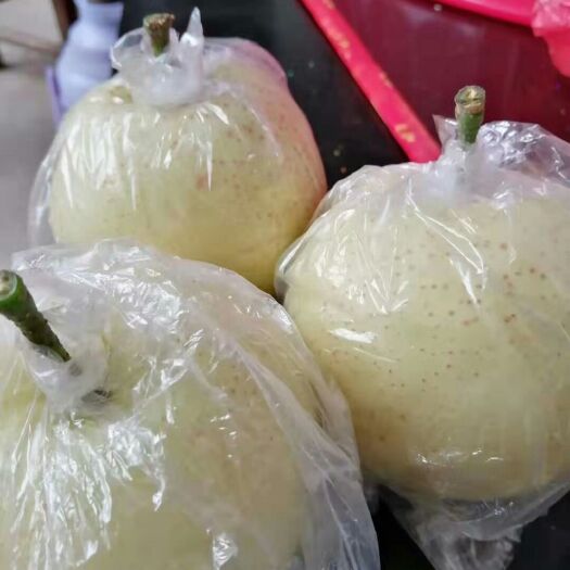 沂水县黄金梨批发 纸袋黄金梨已上市 货源充足 一手货源