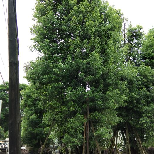 揭阳多杆香樟