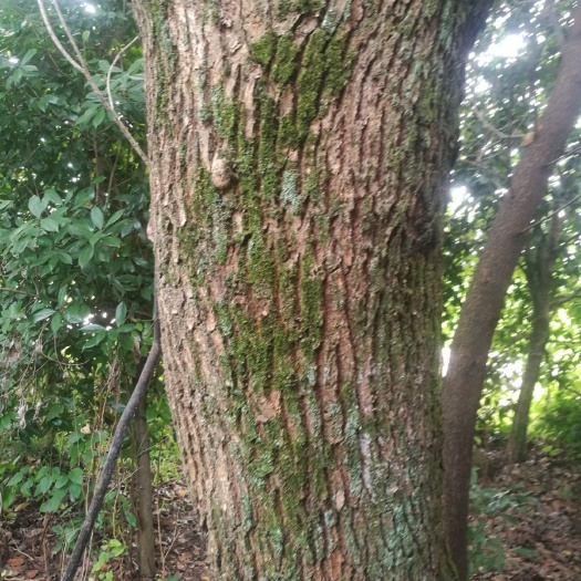 崇阳县 香樟树