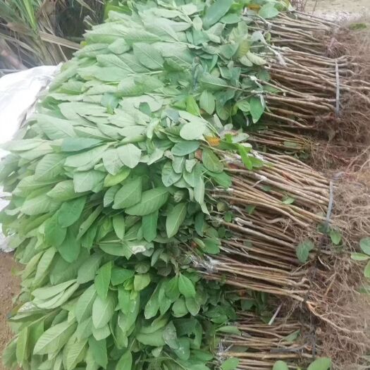 灵山县西瓜番石榴苗 芭乐苗