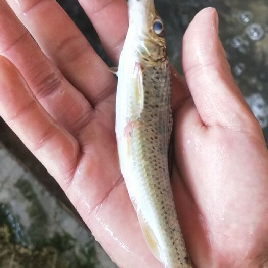 富川县 冰冻鲜活123两花骨鱼