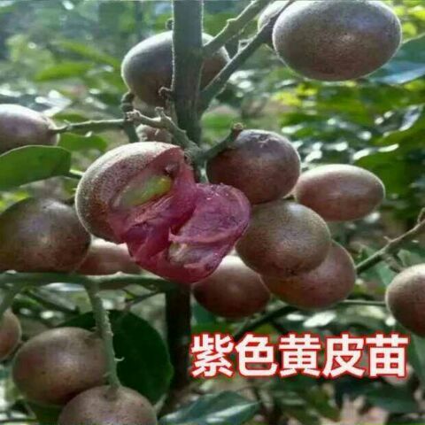 灵山县鸡心黄皮苗 紫色黄皮苗，新品种，果肉多汁，不易列开，产量高。