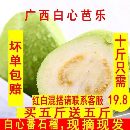 玉林白心番石榴 单个三两起步，一件代发，坏单包赔五斤14.8净重9斤19.8