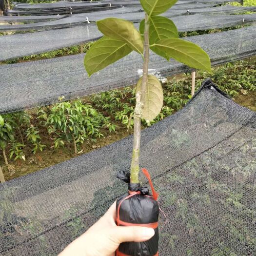 灵山县 菠萝蜜苗