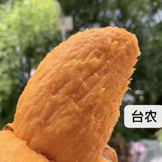 百色台农芒  台农，大台农，小台农