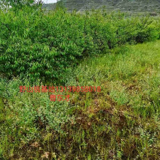 靖远县桃树种子 野山桃种子