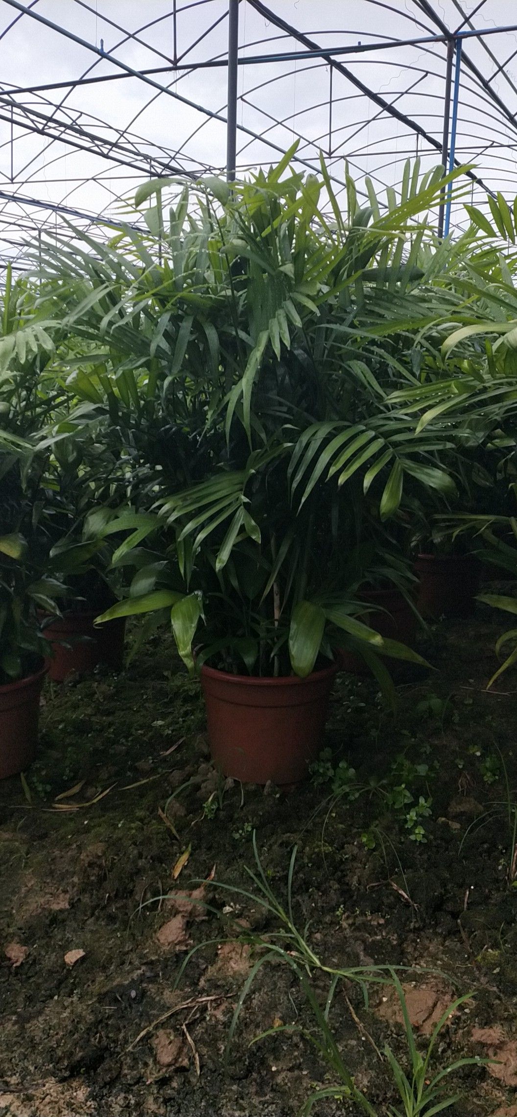 广州夏威夷椰子盆栽 广州夏威夷竹自己基地种植1米8到2米
