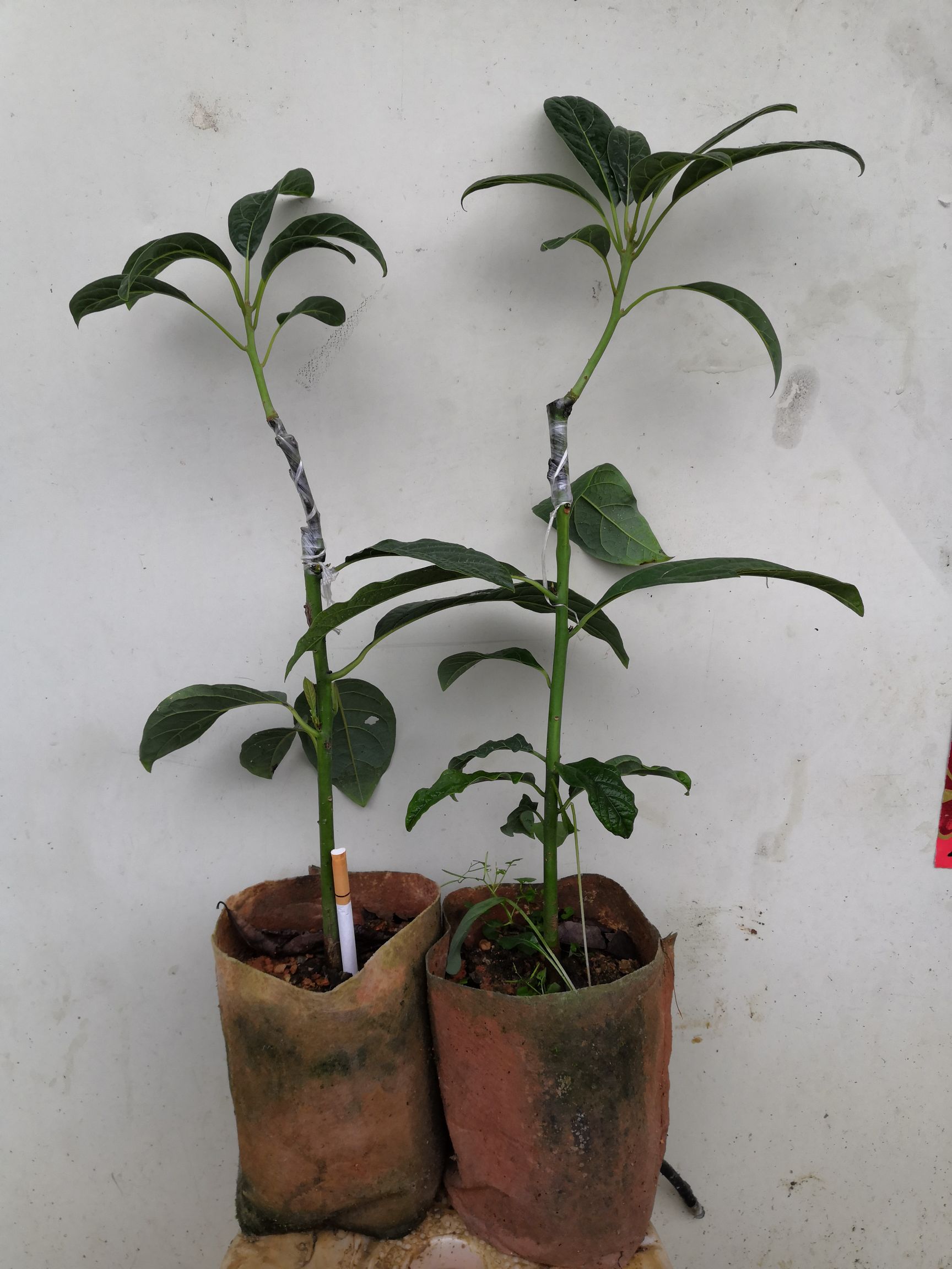 哈斯牛油果苗，桂研油梨嫁接苗，广西牛油果苗，新品种