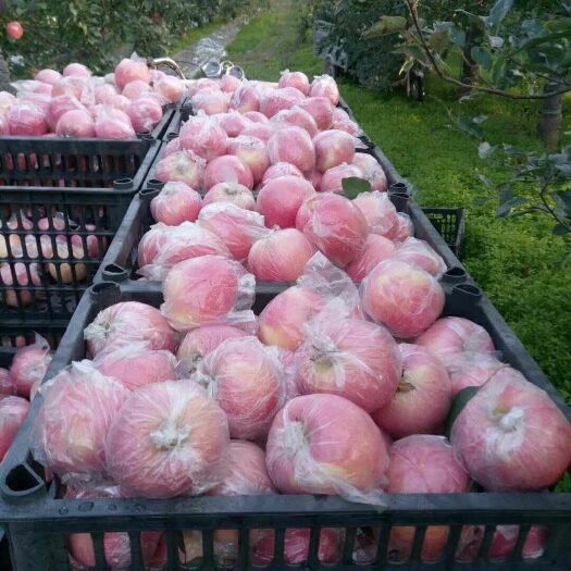 芮城县粉红佳人 75mm以上 条红 纸+膜袋