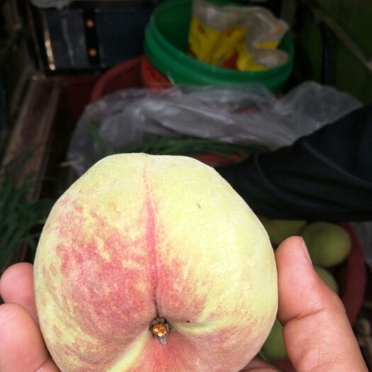 蒙自市鹰嘴蜜桃 45mm以上 2 - 3两