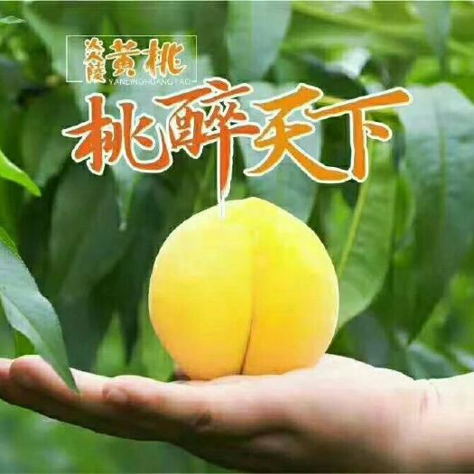 炎陵县锦绣黄桃 正宗炎陵黄桃 天然 包邮