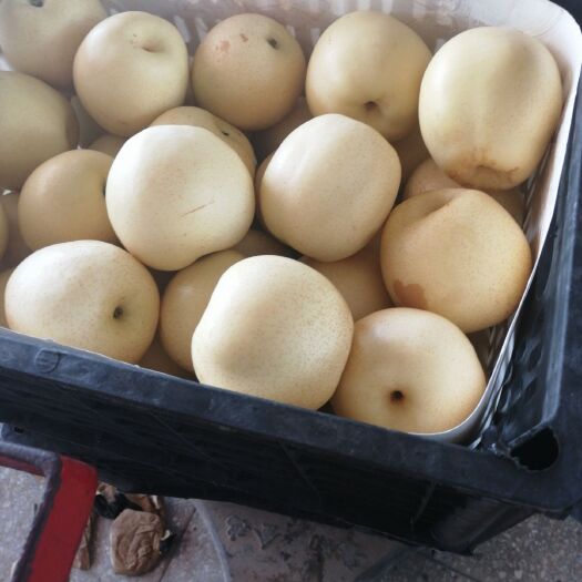 砀山县 砀山皇冠梨子种植基地