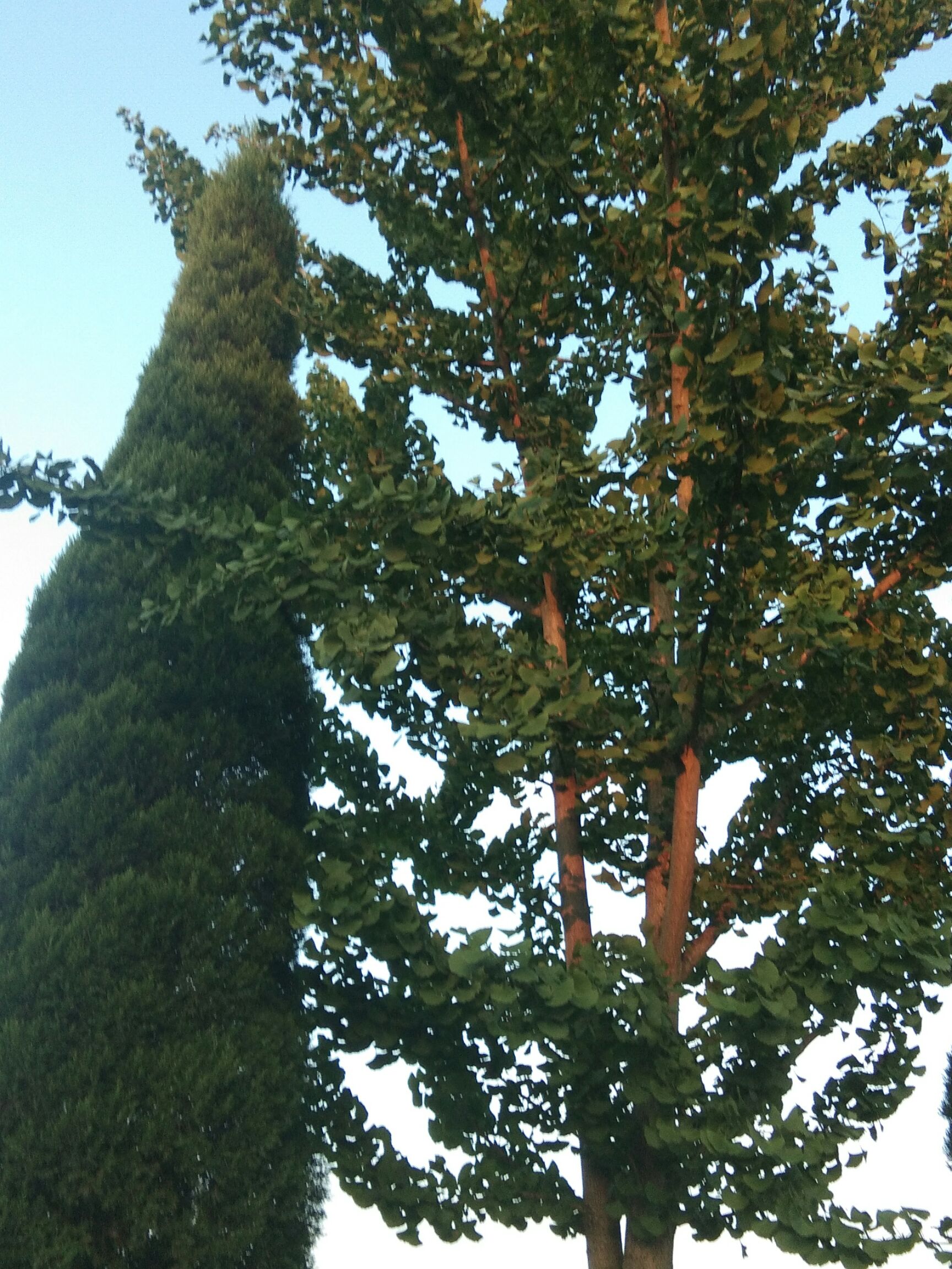 银杏实生树 银杏出销