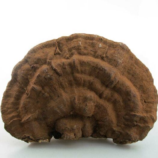 靖宇县 东北长白山灵芝平盖灵芝树舌灵芝青芝老牛干15元500g