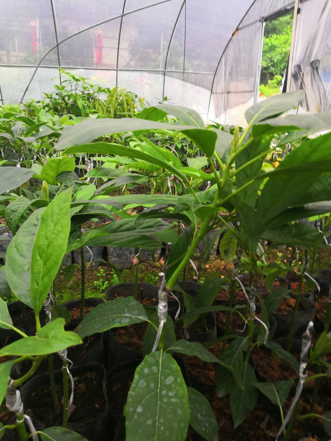 哈斯牛油果苗，桂研油梨嫁接苗，广西牛油果苗，新品种