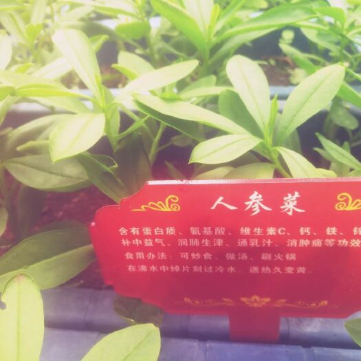 深圳人参菜 :含有蛋白质、氨基酸、维生素C、钙、铁、锌；具有补中益