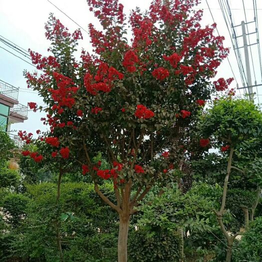 沭阳县红花紫薇 红花紫微2公分到15公分，有许要请联系我