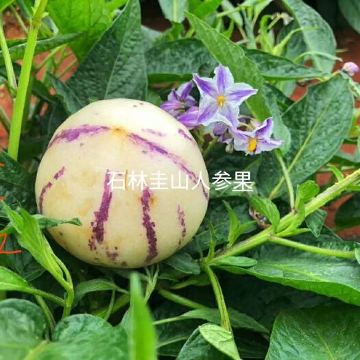 石林县圆果 2 - 3两以上