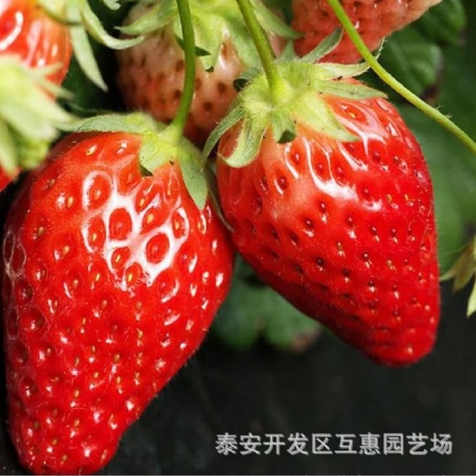 泰安甜查理草莓苗  好吃穴盘草莓苗 脱毒草莓苗