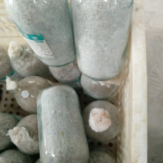 夏邑县双孢菇菌种 双饱菇菌种！开始出售啦！W192等