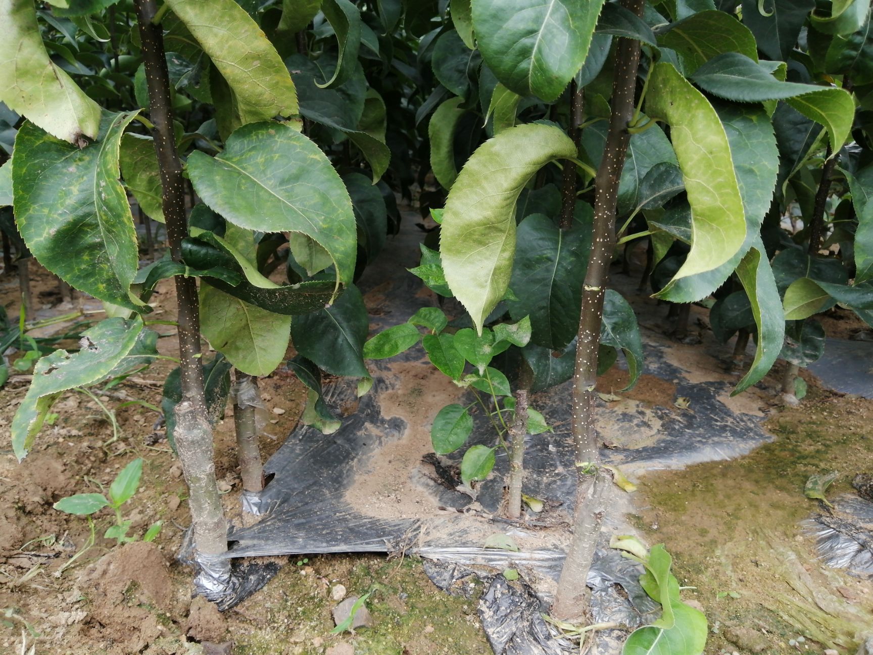 皇冠梨苗  梨树苗黄冠梨树苗黄金梨树苗果树苗梨树苗 中熟