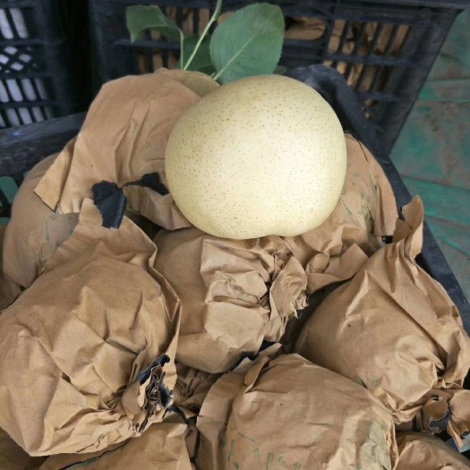 虞城县绿宝石梨 大量现货，欢迎采购