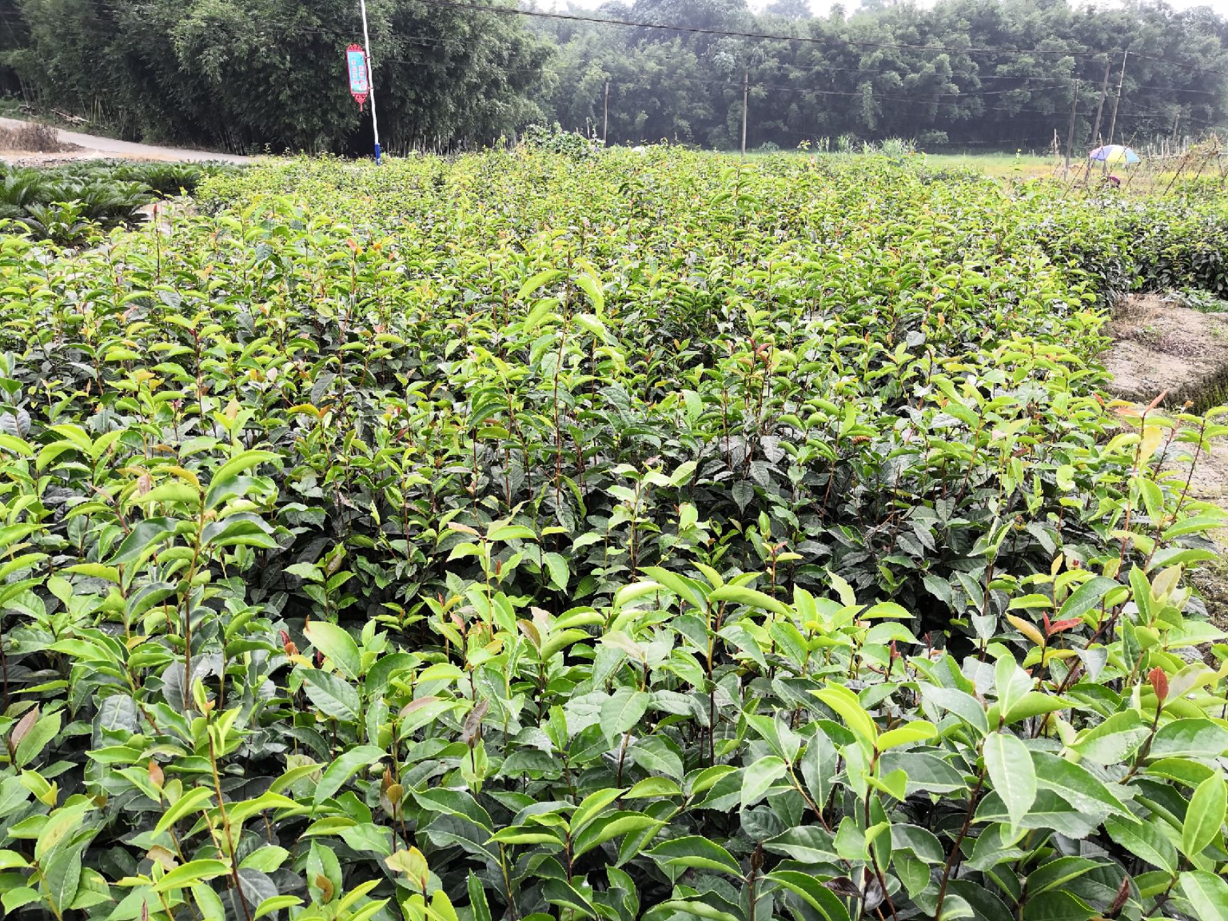 油茶树苗  大果红花油茶苗    红花油茶苗