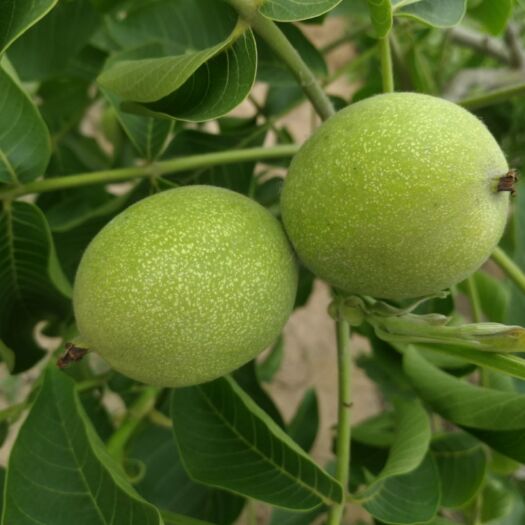 内丘县 农场种植优质薄皮青皮核桃