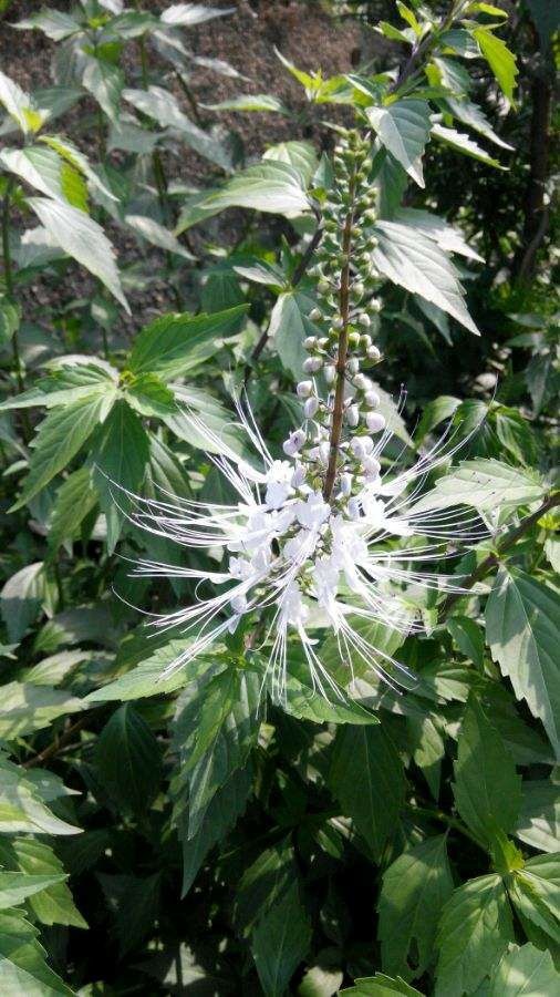 廉江市猫须草