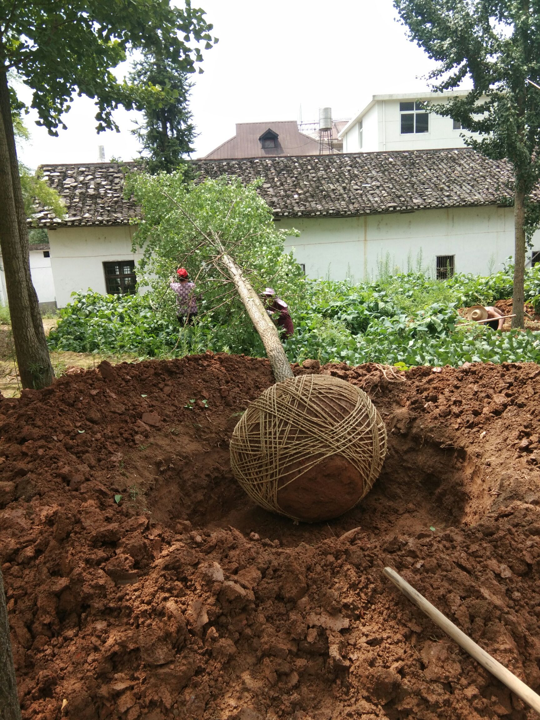 银杏实生树 银杏出销