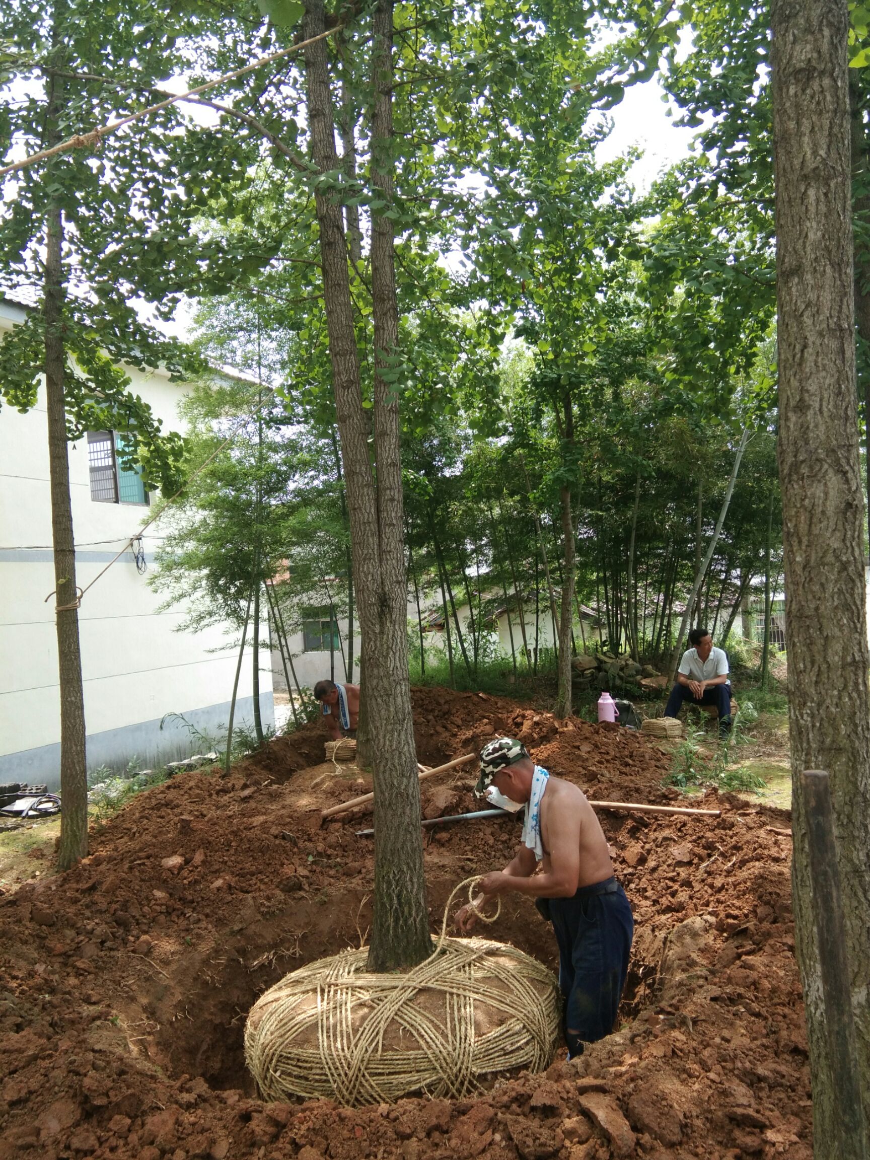 银杏实生树 银杏出销