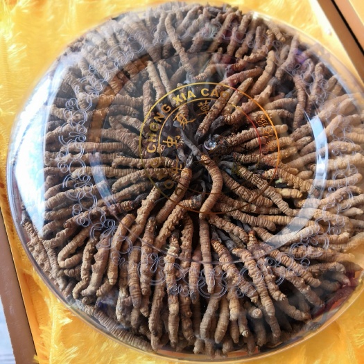 香格里拉 足干，名山虫草，颜色美丽