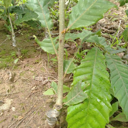 昭通大红袍板栗苗  嫁接板栗苗，大量供应，需要的老板赶紧了。