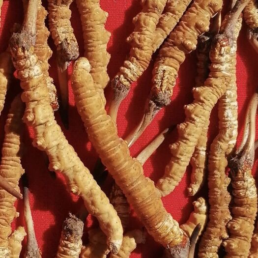 化隆县 天然冬虫夏草，自己采挖的！