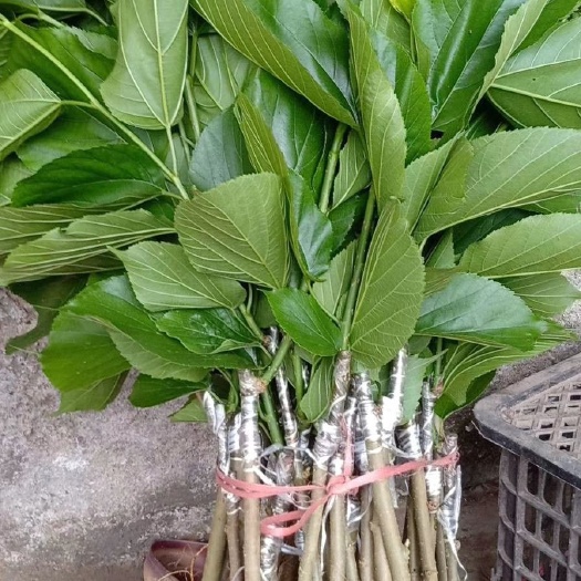 灵山县 果桑苗
