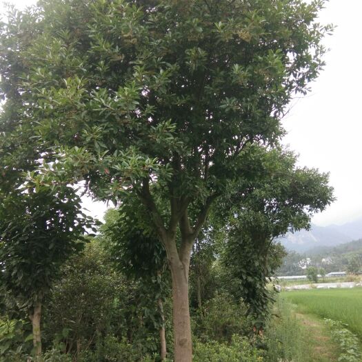  原生山杜英出销