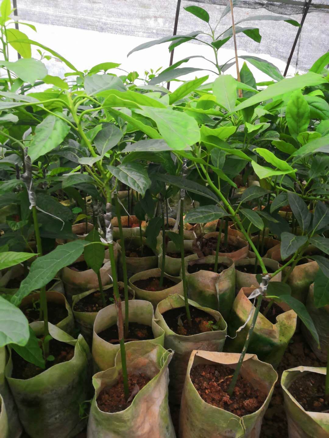 哈斯牛油果苗，桂研油梨嫁接苗，广西牛油果苗，新品种
