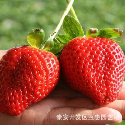 泰安大叶红颜草莓苗 品种草莓苗 脱毒草莓苗价格